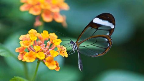Flora-Fauna-Habitat