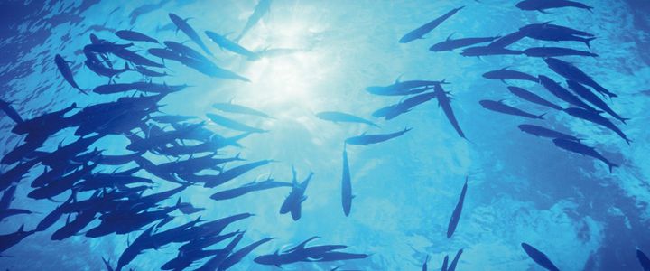 Fischereiwirtschaft – zertifizieren Sie Ihre nachhaltige Fischerei und Aquakulturen